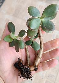 Crassula ovata (Albero di Giada)