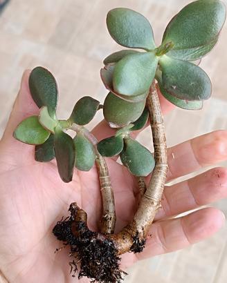 Crassula ovata (Albero di Giada)