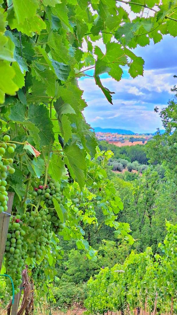 Terreno Agricolo con Vigneto e Uliveto - Vista 4