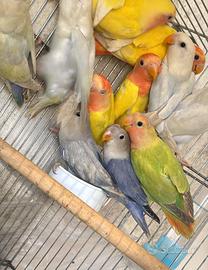 Pappagallo inseparabile Roseicollis