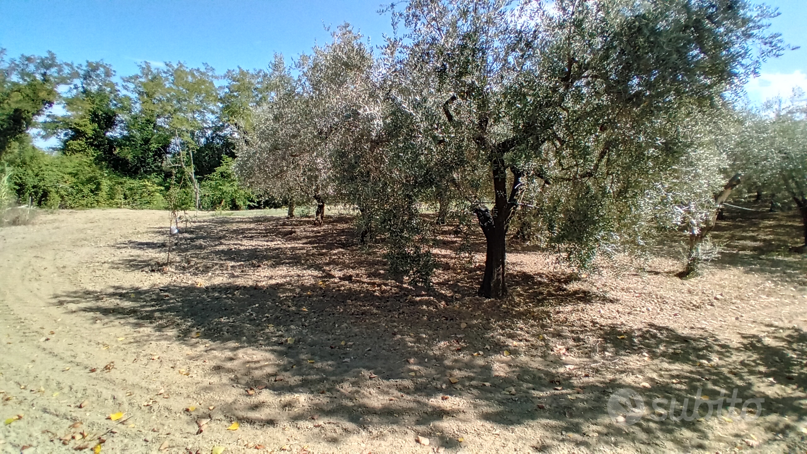 Terreno agricolo di olive - Vista 5