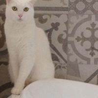 Gatto bianco Romeo di 8 anni a Palermo