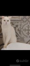 Gatto bianco Romeo di 8 anni a Palermo