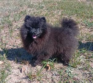 Spitz pomerania con Pedigree 1100 euro