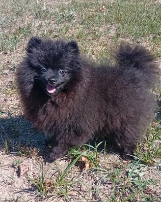 Spitz pomerania con Pedigree 1100 euro