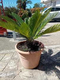 pianta cycas