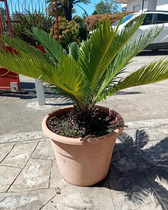 pianta cycas