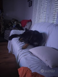 Femmina pastore tedesco