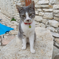 Gatto maschio e gatto femmina