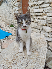 Gatto maschio e gatto femmina