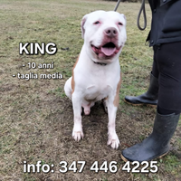 King, 10 anni, taglia media