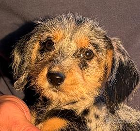 Cuccioli di maltibass