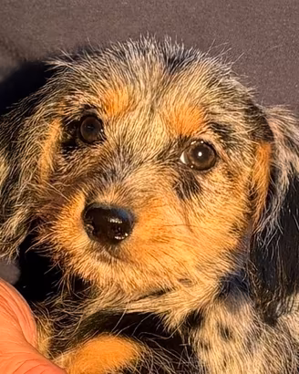 Cuccioli di maltibass