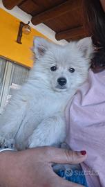 Spitz nano tedesco