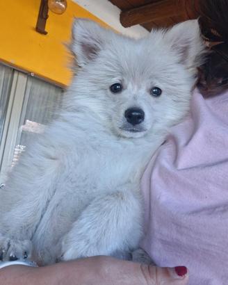 Spitz nano tedesco