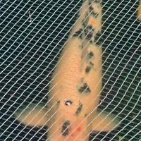 Carpa koi 45 cm