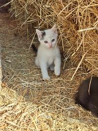 Gatti