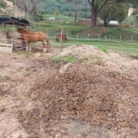 concime / stallatico di cavallo