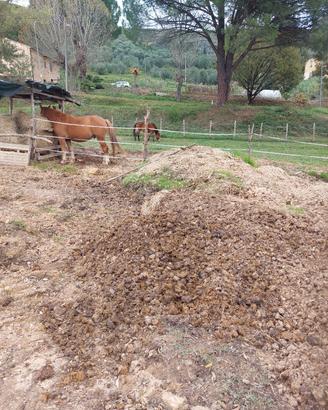 concime / stallatico di cavallo