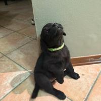 Cuccioli Labrador