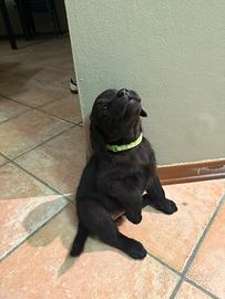 Cuccioli Labrador