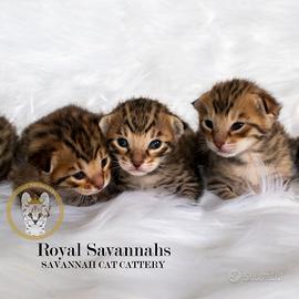 Gattini di Savannah pura pedigree - NUOVI CUCCIOLI