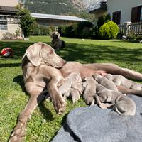 Cucciolata Weimaraner