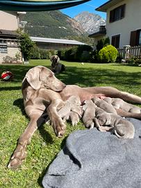 Cucciolata Weimaraner