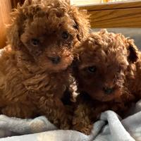 Barboncino toy con pedigree ENCI