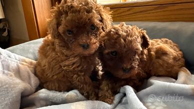 Barboncino toy con pedigree ENCI