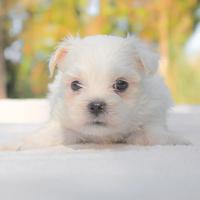 Cucciolo di Maltese piccolissimo