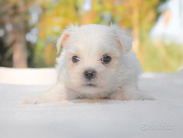 Cucciolo di Maltese piccolissimo