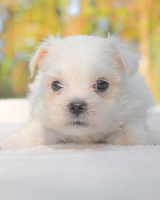 Cucciolo di Maltese piccolissimo