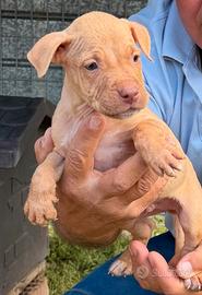 Cuccioli di Pitbull adba