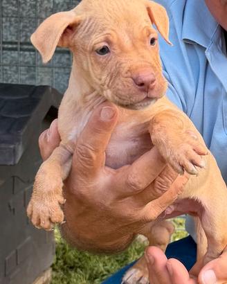 Cuccioli di Pitbull adba