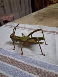 Cavalletta