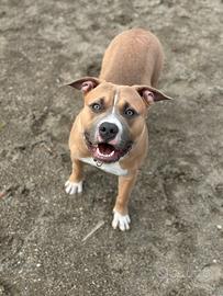 Maschio x monta, American pit bull terrier ukc