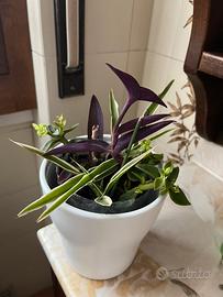 Composizione floreale