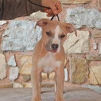 Cuccioli Pitbull