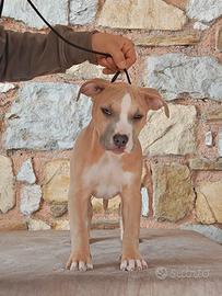 Cuccioli Pitbull