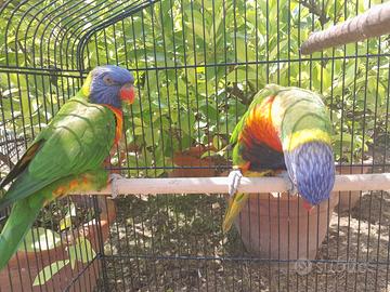 Copia papagalli loris arcobaleno produtivi