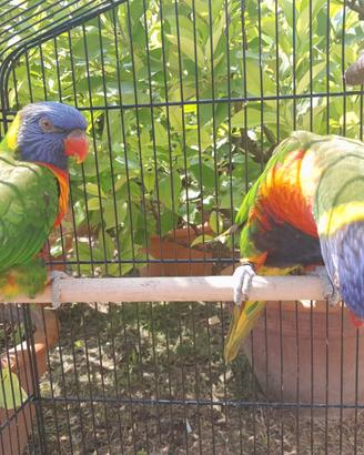 Copia papagalli loris arcobaleno produtivi