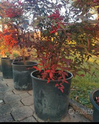 piante di Nandina 