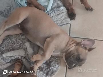 Bulldog francese