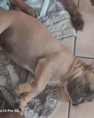 Bulldog francese