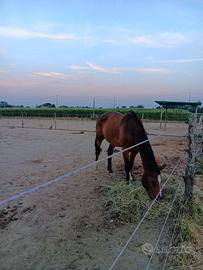 Cavallo
