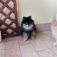 Stallone Spitz tedesco nano per monta