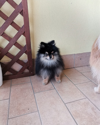 Stallone Spitz tedesco nano per monta