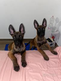 Cuccioli di pastore belga malinois