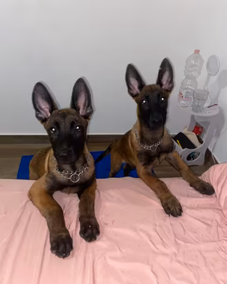Cuccioli di pastore belga malinois